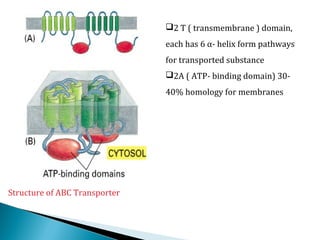 Structure of ABC Transporter
2 T ( transmembrane ) domain,
each has 6 α- helix form pathways
for transported substance
2A ( ATP- binding domain) 30-
40% homology for membranes
 