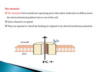 The channels
 The channels form membrane-spanning pores that allow molecules to diffuse down
the electrochemical gradient into or out of the cell.
 Some channels are gated.
 They are opened or closed by binding of a ligand or by altered membrane potential.
 