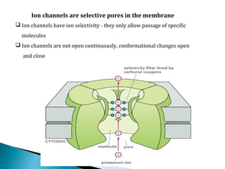 Ion channels are selective pores in the membrane
 Ion channels have ion selectivity - they only allow passage of specific
molecules
 Ion channels are not open continuously, conformational changes open
and close
 