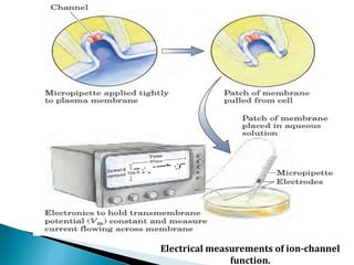 Electrical measurements of ion-channel
function.
 
