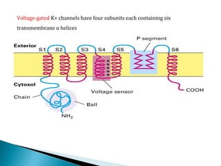 Voltage-gated K+ channels have four subunits each containing six
transmembrane α helices
 