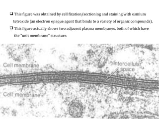  This figure was obtained by cell fixation/sectioning and staining with osmium
tetroxide (an electron opaque agent that binds to a variety of organic compounds).
 This figure actually shows two adjacent plasma membranes, both of which have
the "unit membrane" structure.
 