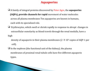 Aquaporins
 A family of integral proteins discovered by Peter Agre, the aquaporins  
    (AQPs), provide channels for rapid movement of water molecules
across all plasma membranes Ten aquaporins are known in humans,
each with its specialized role.
 Erythrocytes, which swell or shrink rapidly in response to abrupt changes in
extracellular osmolarity as blood travels through the renal medulla, have a
high
density of aquaporin in their plasma membranes (2 ⨉ 105
copies of AQP-1 per
cell).
 In the nephron (the functional unit of the kidney), the plasma
membranes of proximal renal tubule cells have five different aquaporin
types.
 