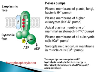 Transport process requires ATP
hydrolysis in which the free energy is
liberated by breakdown of ATP into ADP
and phosphate.
Must phosphorylation
 
