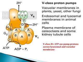 V-class H+ ATP ase pump protons
across lysosomal and vacuolar
membrane
 