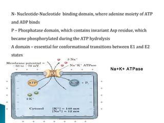 N- Nucleotide-Nucleotide binding domain, where adenine moiety of ATP
and ADP binds
P – Phosphatase domain, which contains invariant Asp residue, which
became phosphorylated during the ATP hydrolysis
A domain – essential for conformational transitions between E1 and E2
states
Na+K+ ATPase
 