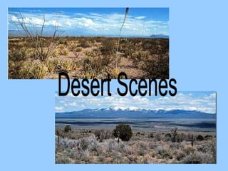 Powerpoint On Biomes biome powerpoint.ppt