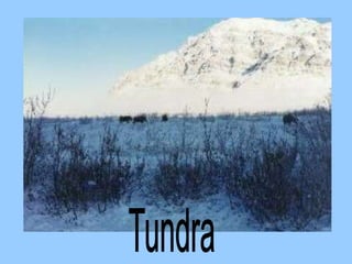 Powerpoint On Biomes biome powerpoint.ppt