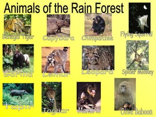 Powerpoint On Biomes biome powerpoint.ppt