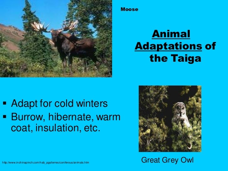 Biome presentation