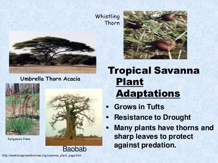 Biome presentation