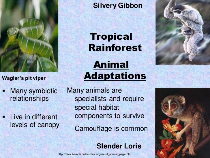 the evolution and adaptations of the tropical rainforest primates the gibbons Read and learn for free about the following article: tropical rainforest biomes. the evolution and adaptations of the tropical rainforest primates the gibbons Read and learn for free about the following article: tropical rainforest biomes.