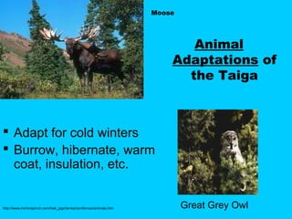 Moose




                                                                           Animal
                                                                        Adaptations of
                                                                          the Taiga



 Adapt for cold winters
 Burrow, hibernate, warm
  coat, insulation, etc.


http://www.inchinapinch.com/hab_pgs/terres/coniferous/animals.htm           Great Grey Owl
 
