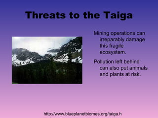 Threats to the Taiga
                            Mining operations can
                              irreparably damage
                              this fragile
                              ecosystem.
                            Pollution left behind
                              can also put animals
                              and plants at risk.




   http://www.blueplanetbiomes.org/taiga.h
 
