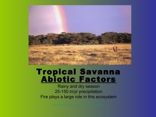 Tropical Savanna
 Abiotic Factors
         Rainy and dry season
        25-150 in/yr precipitation
Fire plays a large role in this ecosystem
      http://www.cotf.edu/ete/modules/msese/earthsysflr/savannah.html
 