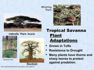 Whistling
                                                           Thorn




                                                             Tropical Savanna
            Umbrella Thorn Acacia
                                                              Plant
                                                              Adaptations
                                                             Grows in Tufts
                                                             Resistance to Drought
                                                             Many plants have thorns and
   Kangaroos Paws                                             sharp leaves to protect
                                                              against predation.
                                         Baobab
http://www.blueplanetbiomes.org/savanna_plant_page.htm
 