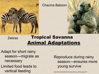 Chacma Baboon




   Zebras       Tropical Savanna
              Animal Adaptations
Adapt for short rainy
  season—migrate as           Reproduce during rainy
  necessary                    season—ensures more
Limited food leads to          young survive
  vertical feeding            http://www.blueplanetbiomes.org/savanna_animal_page.htm
 