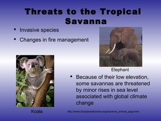 Threats to the Tropical
            Savanna
 Invasive species
 Changes in fire management




                                                      Elephant
                        Because of their low elevation,
                         some savannas are threatened
                         by minor rises in sea level
                         associated with global climate
                         change
      Koala          http://www.blueplanetbiomes.org/savanna_animal_page.htm
 