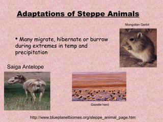 Adaptations of Steppe Animals
                                                        Mongolian Gerbil



    Many migrate, hibernate or burrow
   during extremes in temp and
   precipitation

Saiga Antelope




                                       Gazelle herd



        http://www.blueplanetbiomes.org/steppe_animal_page.htm
 
