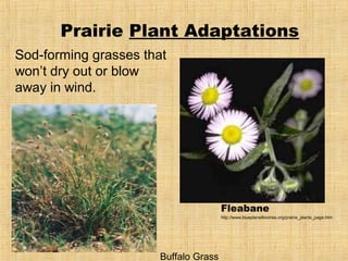 Prairie Plant Adaptations
Sod-forming grasses that
won’t dry out or blow
away in wind.




                                       Fleabane
                                       http://www.blueplanetbiomes.org/prairie_plants_page.htm




                       Buffalo Grass
 
