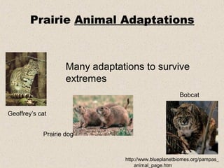 Prairie Animal Adaptations



                    Many adaptations to survive
                    extremes
                                                       Bobcat


Geoffrey’s cat


            Prairie dog


                                 http://www.blueplanetbiomes.org/pampas_
                                     animal_page.htm
 
