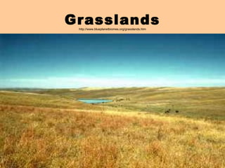 Grasslands
 http://www.blueplanetbiomes.org/grasslands.htm
 