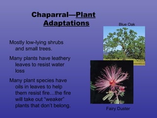 Chaparral—Plant
           Adaptations              Blue Oak



Mostly low-lying shrubs
  and small trees.
Many plants have leathery
  leaves to resist water
  loss
Many plant species have
  oils in leaves to help
  them resist fire…the fire
  will take out “weaker”
  plants that don’t belong.
                              Fairy Duster
 