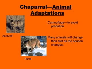 Chaparral—Animal
              Adaptations
                   Camouflage—to avoid
                     predation


Aardwolf
                   Many animals will change
                     their diet as the season
                     changes.



            Puma
 