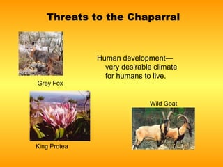 Threats to the Chaparral



              Human development—
                very desirable climate
                for humans to live.
Grey Fox


                             Wild Goat




King Protea
 