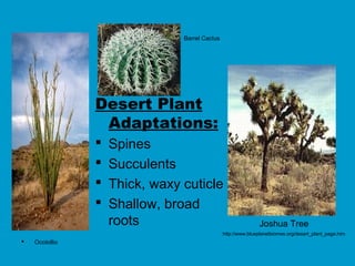 Barrel Cactus




                Desert Plant
                 Adaptations:
                   Spines
                   Succulents
                   Thick, waxy cuticle
                   Shallow, broad
                    roots                                      Joshua Tree
                                                http://www.blueplanetbiomes.org/desert_plant_page.htm
   Ocotollio
 