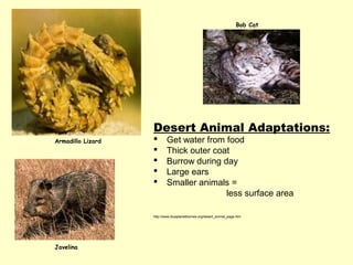 Bob Cat




                   Desert Animal Adaptations:
Armadillo Lizard          Get water from food
                          Thick outer coat
                          Burrow during day
                          Large ears
                          Smaller animals =
                                          less surface area

                   http://www.blueplanetbiomes.org/desert_animal_page.htm




Javelina
 