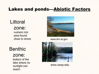 Lakes and ponds—Abiotic Factors

Littoral
  zone:
 nutrient rich
 area found
 close to shore   www.dnr.wi.gov



Benthic
 zone:
 bottom of the
 lake where no
 sunlight can     www.uwsp.edu
 reach.
 