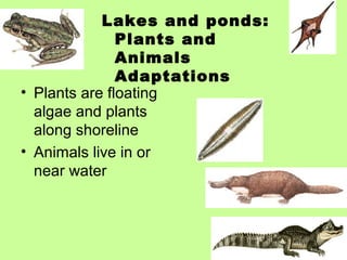 Lakes and ponds:
               Plants and
               Animals
               Adaptations
• Plants are floating
  algae and plants
  along shoreline
• Animals live in or
  near water
 