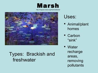 Marsh
           http://mbgnet.mobot.org/fresh/wetlands/




                                                     Uses:
                                                      Animal/plant
                                                       homes
                                                      Carbon
                                                       “sink”
                                                      Water
                                                       recharge
Types: Brackish and                                    areas,
 freshwater                                            removing
                                                       pollutants
 