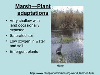 Marsh—Plant
    adaptations
• Very shallow with
  land occasionally
  exposed
• Saturated soil
• Low oxygen in water
  and soil
• Emergent plants


                                Heron

            http://www.blueplanetbiomes.org/world_biomes.htm
 