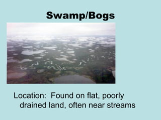 Swamp/Bogs




Location: Found on flat, poorly
 drained land, often near streams
 