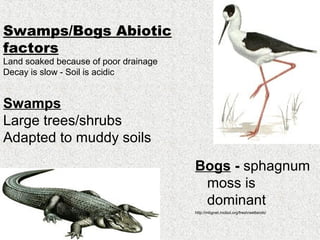 Swamps/Bogs Abiotic
factors
Land soaked because of poor drainage
Decay is slow - Soil is acidic


Swamps
Large trees/shrubs
Adapted to muddy soils
                                       Bogs - sphagnum
                                        moss is
                                        dominant
                                       http://mbgnet.mobot.org/fresh/wetlands/
 
