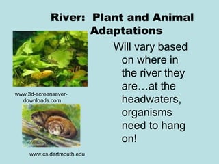 River: Plant and Animal
                    Adaptations
                       Will vary based
                        on where in
                        the river they
                        are…at the
www.3d-screensaver-
  downloads.com         headwaters,
                        organisms
                        need to hang
                        on!
   www.cs.dartmouth.edu
 