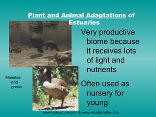 Plant and Animal Adaptations of
                      Estuaries
                                  Very productive
                                   biome because
                                   it receives lots
                                   of light and
                                   nutrients
Manatee
  and
  goose                           Often used as
                                   nursery for
                                   young
              www.lookoutnow.com & www.visualparadox.com
 