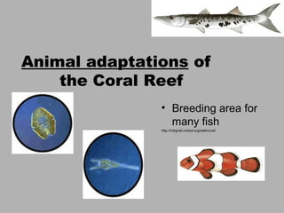 Animal adaptations of
    the Coral Reef
               • Breeding area for
                 many fish
               http://mbgnet.mobot.org/salt/coral/
 
