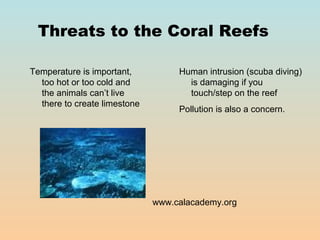 Threats to the Coral Reefs

Temperature is important,          Human intrusion (scuba diving)
  too hot or too cold and            is damaging if you
  the animals can’t live             touch/step on the reef
  there to create limestone
                                   Pollution is also a concern.




                              www.calacademy.org
 