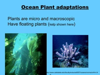 Ocean Plant adaptations

Plants are micro and macroscopic
Have floating plants (kelp shown here)




                     http://www.calstatela.edu/faculty/eviau/edit557/oceans/norma/onfrm.ht
                           m
 