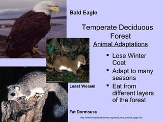  Lose Winter
Coat
 Adapt to many
seasons
 Eat from
different layers
of the forest
Bald Eagle
Fat Dormouse
Least Weasel
http://www.blueplanetbiomes.org/deciduous_animal_page.htm
Temperate Deciduous
Forest
Animal Adaptations
 