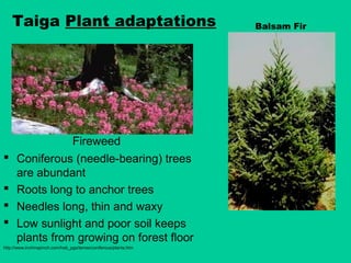 Balsam Fir
 Coniferous (needle-bearing) trees
are abundant
 Roots long to anchor trees
 Needles long, thin and waxy
 Low sunlight and poor soil keeps
plants from growing on forest floor
http://www.inchinapinch.com/hab_pgs/terres/coniferous/plants.htm
Fireweed
Taiga Plant adaptations
 