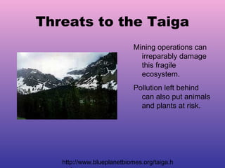 Threats to the Taiga
Mining operations can
irreparably damage
this fragile
ecosystem.
Pollution left behind
can also put animals
and plants at risk.
http://www.blueplanetbiomes.org/taiga.h
 