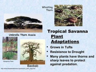 Whistling
Thorn
Umbrella Thorn Acacia
Tropical Savanna
Plant
Adaptations
 Grows in Tufts
 Resistance to Drought
 Many plants have thorns and
sharp leaves to protect
against predation.
http://www.blueplanetbiomes.org/savanna_plant_page.htm
Kangaroos Paws
Baobab
 