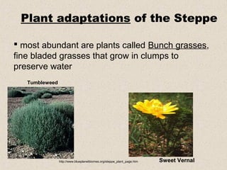  most abundant are plants called Bunch grasses,
fine bladed grasses that grow in clumps to
preserve water
Tumbleweed
Sweet Vernal
Plant adaptations of the Steppe
http://www.blueplanetbiomes.org/steppe_plant_page.htm
 