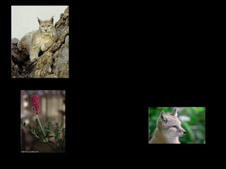 Threats to the Steppe
 Overgrazing…nomadic tribes
have started to spend more time
in one location,
 Infrastructure development
(roads, buildings, etc)
 Unmanaged hunting and poaching
is destroying herds of animals
Corsac fox
Lynx
Milk vetch
http://www.blueplanetbiomes.org/steppe.h
 