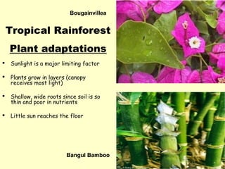 Bougainvillea
 Sunlight is a major limiting factor
 Plants grow in layers (canopy
receives most light)
 Shallow, wide roots since soil is so
thin and poor in nutrients
 Little sun reaches the floor
Tropical Rainforest
Plant adaptations
Bangul Bamboo
 