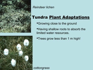 Tundra Plant Adaptations
Growing close to the ground
Having shallow roots to absorb the
limited water resources.
Trees grow less than 1 m high!
cottongrass
Reindeer lichen
 